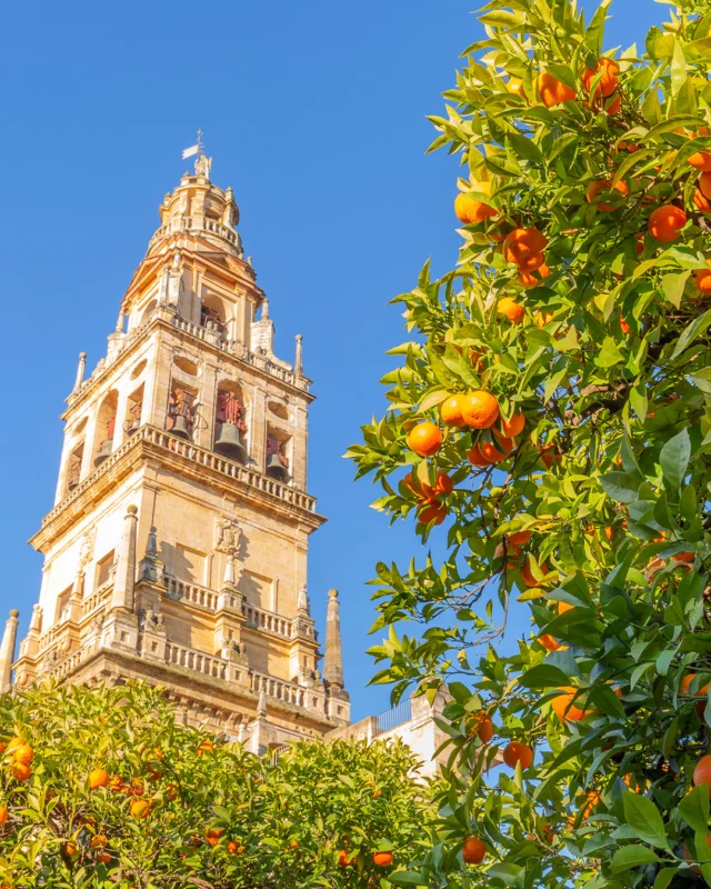 Aquí la tradición se mezcla con las mejores vistas. Celebra la #FeriaDeAbril desde el lugar donde Sevilla brilla más, nuestro Restaurante El Mirador de Sevilla, y con la #Catedral como telón de fondo. 💃✨
.
.
Here tradition blends with the best views. Celebrate the #FeriaDeAbril from the place where Seville shines brightest, our El Mirador de Sevilla restaurant, with the #Cathedral as a backdrop. 💃✨

𝐑𝐄𝐒𝐓𝐀𝐔𝐑𝐀𝐍𝐓𝐄 𝐄𝐋 𝐌𝐈𝐑𝐀𝐃𝐎𝐑 𝐃𝐄 𝐒𝐄𝐕𝐈𝐋𝐋𝐀
🍸 Cocktails & Food & Views
📍 Hotel Vincci La Rábida 4* (C/Castelar, 24 #Sevilla)
⏰ Lunes a domingo: 13:00 a 22:30 horas
📆 Reservas BOTÓN EN BIO
☎️ 662018159 Whatsapp - 954 501 280
➡ restauranteelmiradordesevilla.com

#feriadeabril #restaurantesensevilla #terrazasensevilla #comerensevilla #sevillafoodies #gastrosevilla #vinccilarabida #vinccihoteles